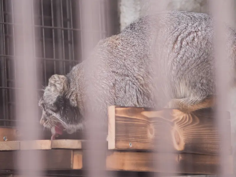 野毛山動物園のフィーガの写真