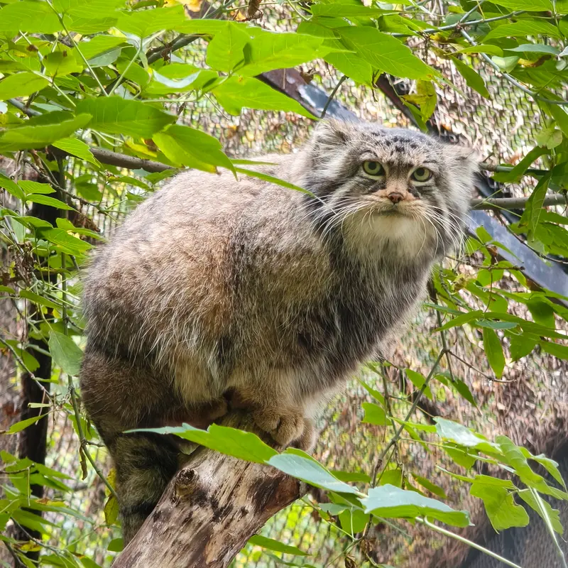 ノヴォシビルスク動物園のゾーシャの写真