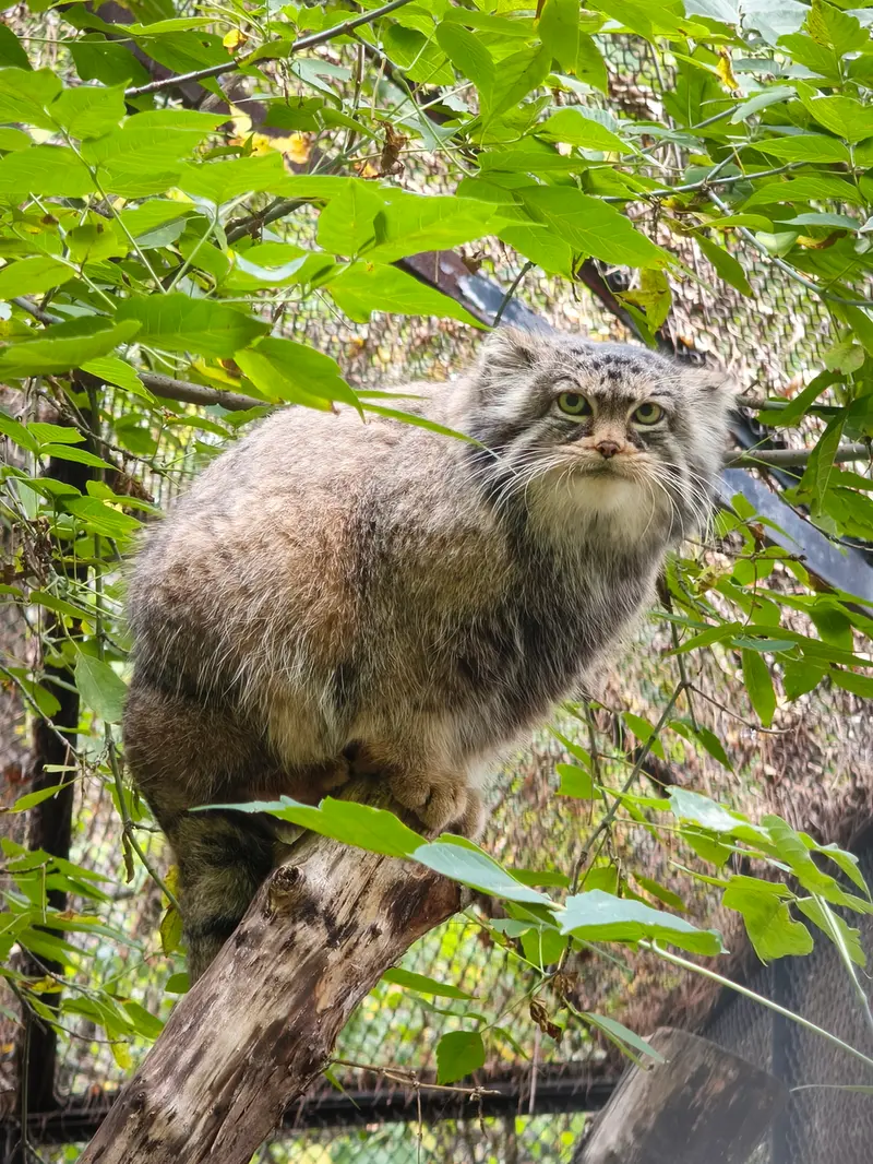 ノヴォシビルスク動物園のゾーシャの写真