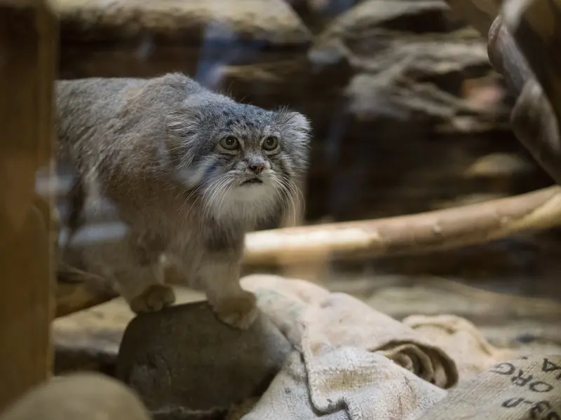 恩賜上野動物園のクリョンの写真