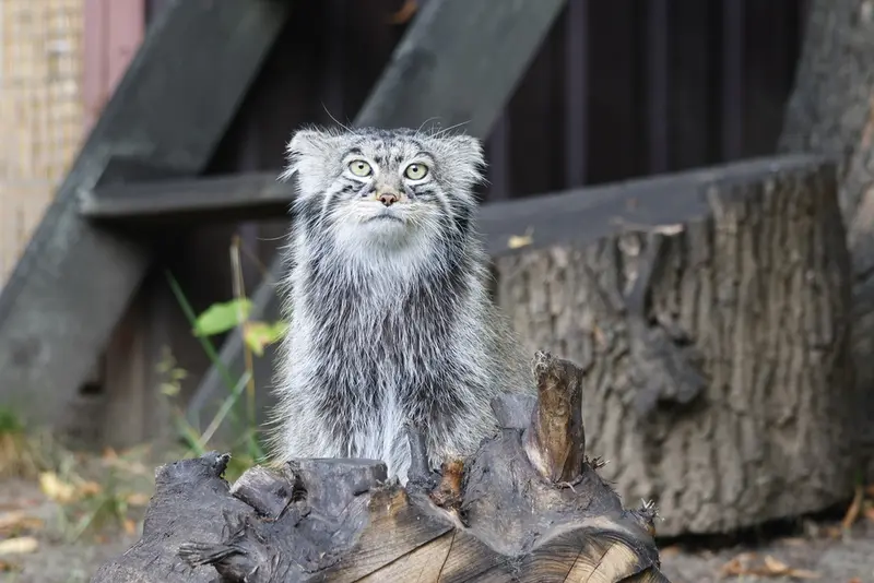 モスクワ動物園のティモフェイの写真