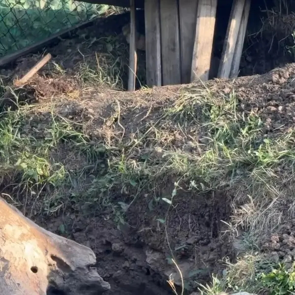 エレバン動物園のマヌルネコの写真