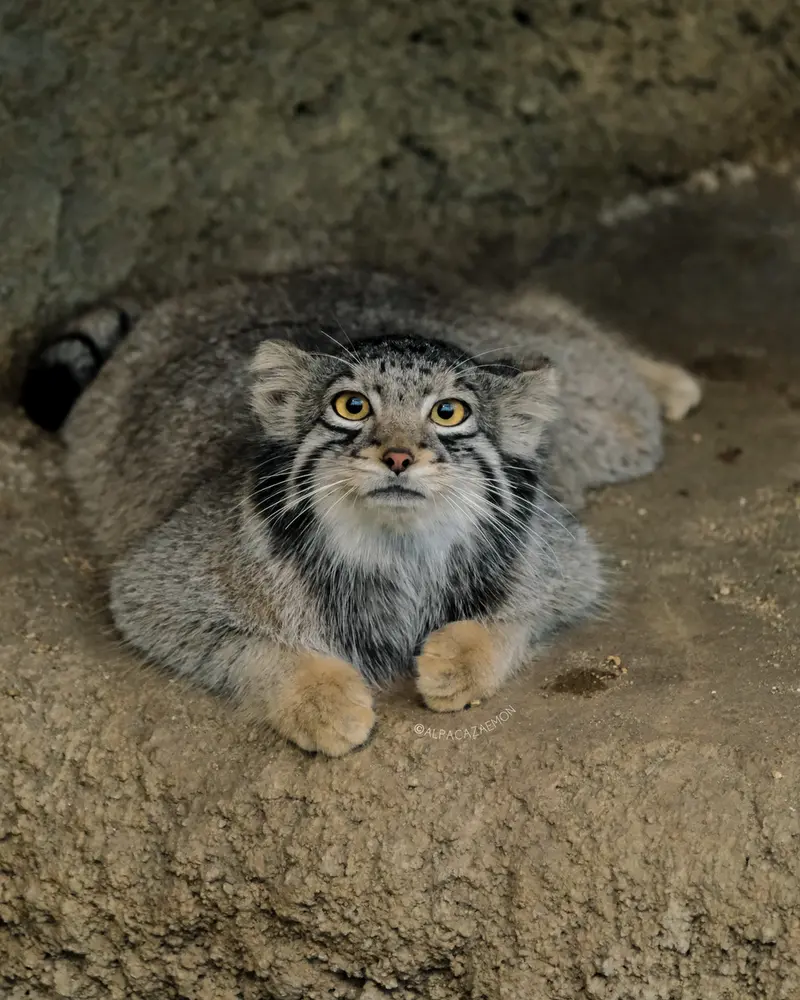 神戸どうぶつ王国のオトの写真
