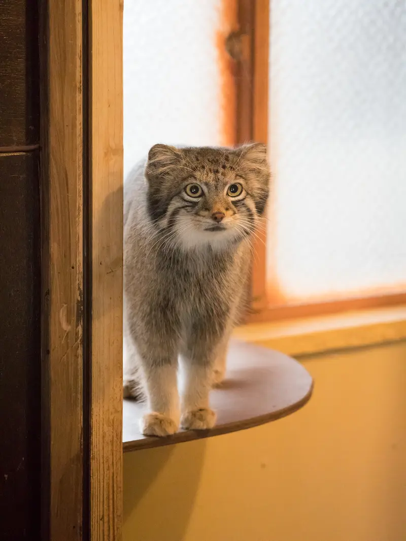 埼玉県こども動物自然公園のオトの写真