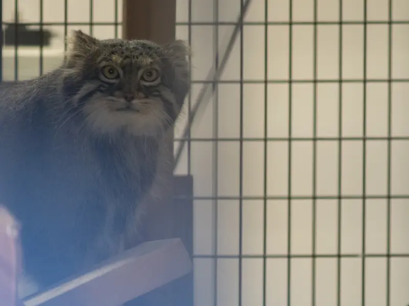 野毛山動物園のフィーガの写真