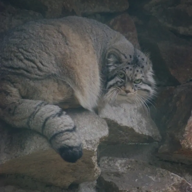 ゲルリッツ動物園のノルブの写真