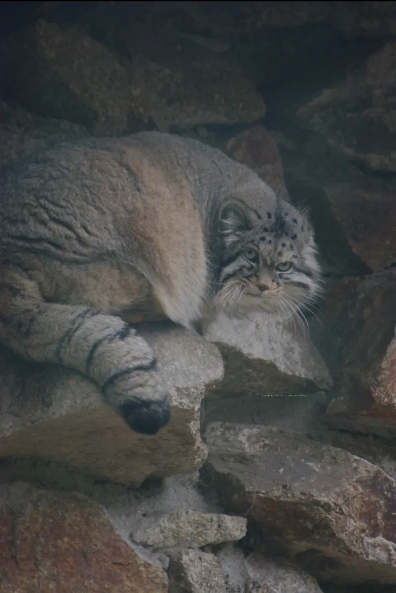 ゲルリッツ動物園のノルブの写真