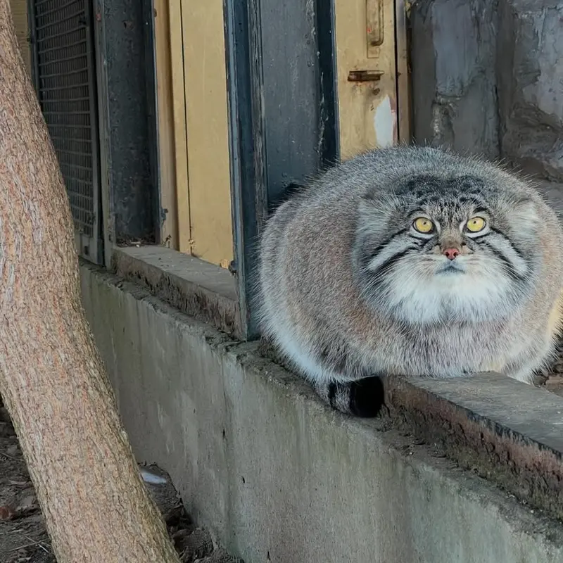マヌルネコの写真