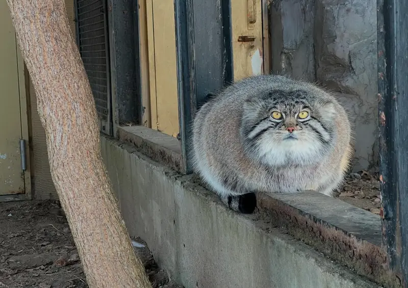 マヌルネコの写真
