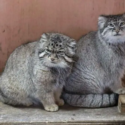 埼玉県こども動物自然公園のセバスチャンとマリィの写真