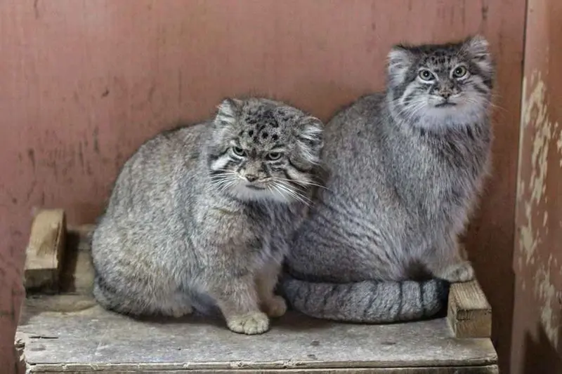 埼玉県こども動物自然公園のセバスチャンとマリィの写真