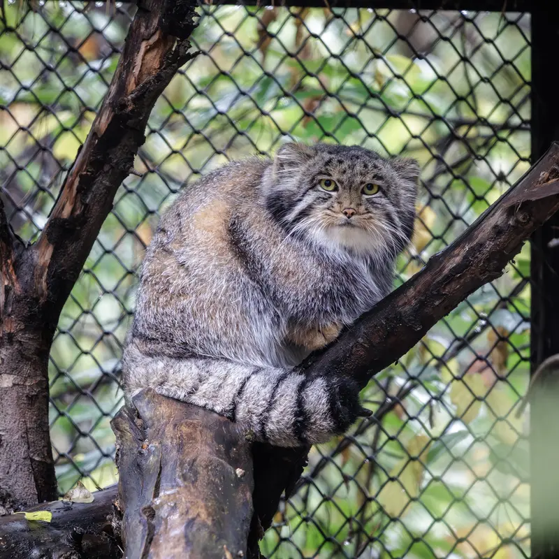 ノヴォシビルスク動物園のグレイの写真
