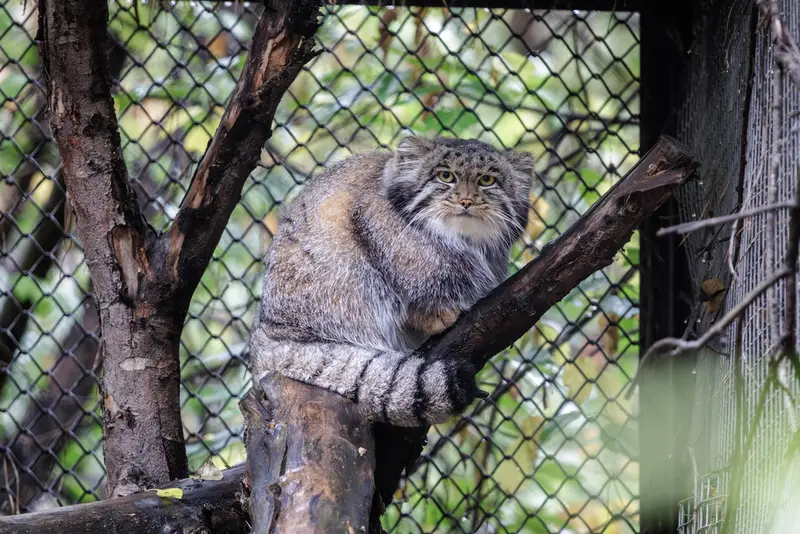 ノヴォシビルスク動物園のグレイの写真