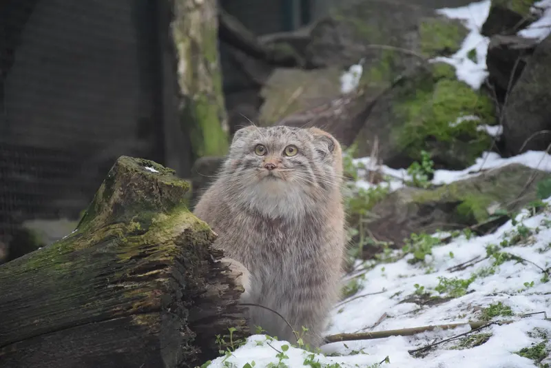 ブダペスト動物園・植物園のルーシーの写真