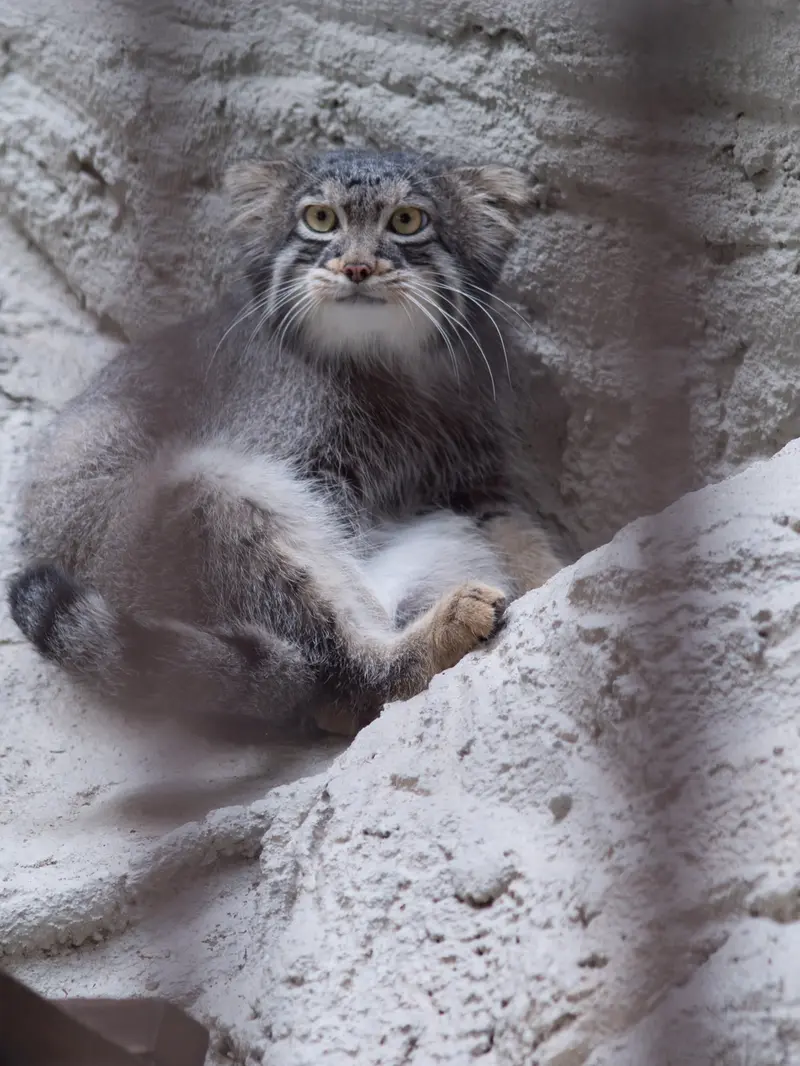 野毛山動物園のフィーガの写真