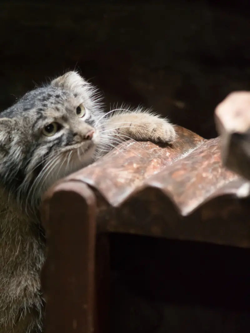 恩賜上野動物園のサフランの写真