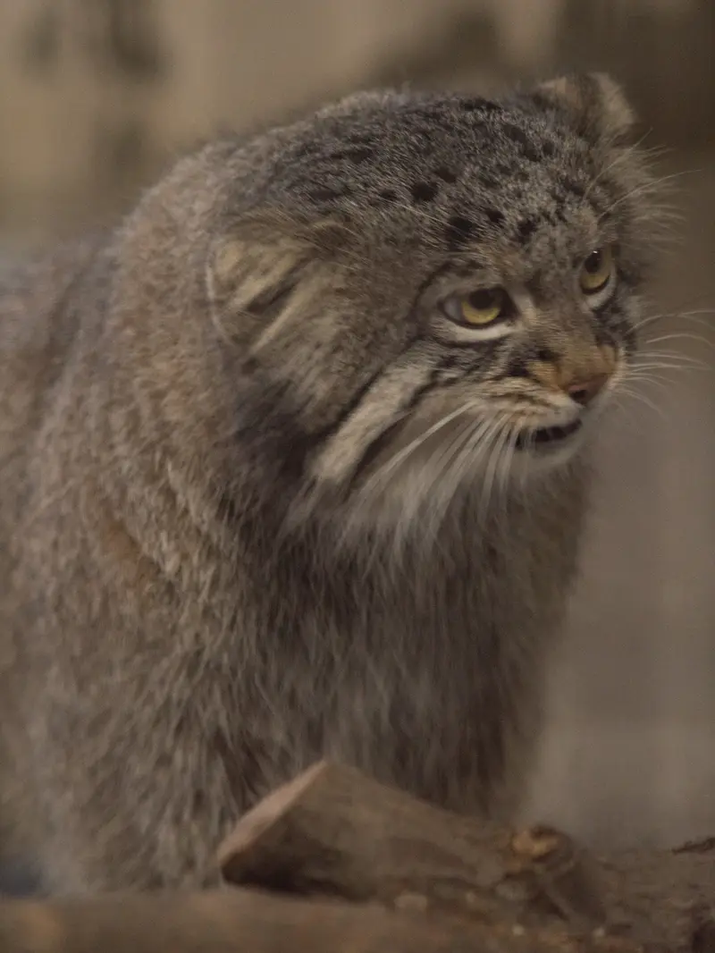 野毛山動物園のフィーガの写真