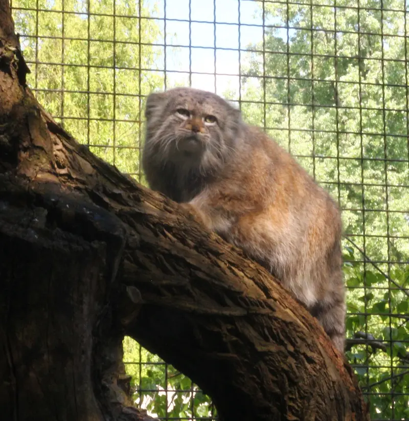 ワルシャワ動物園のジェシーの写真