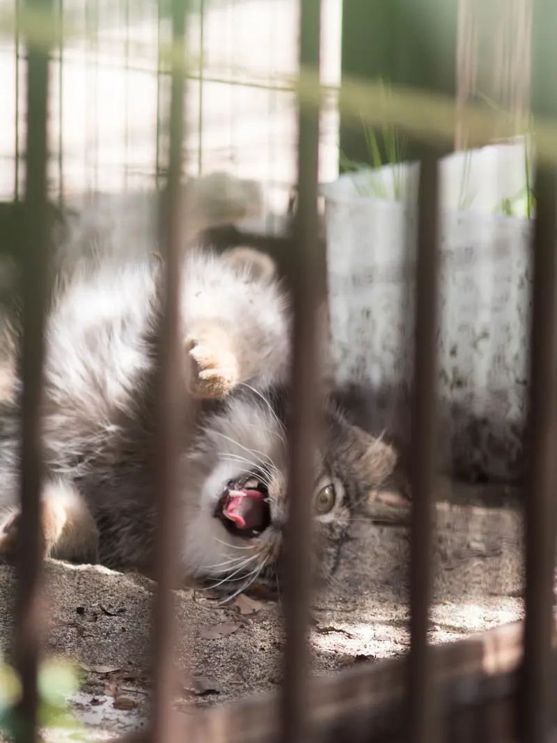 野毛山動物園のフィーガの写真