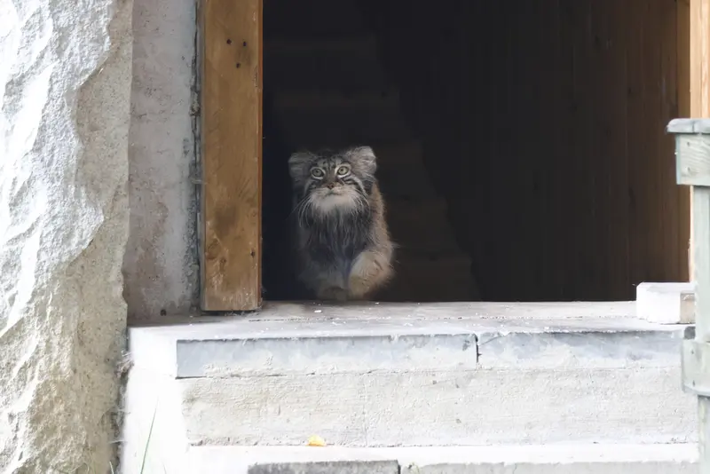 モスクワ動物園のティモフェイの写真