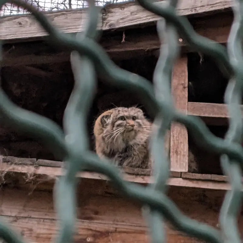 ブダペスト動物園・植物園のルーシーの写真