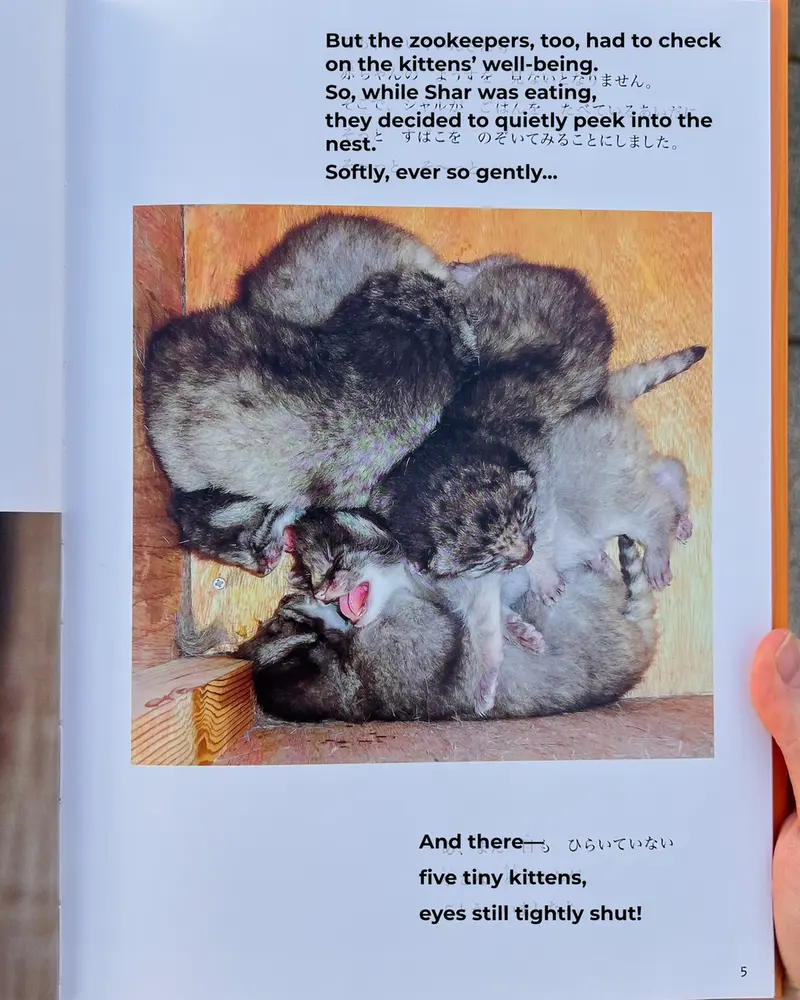 マヌルネコの写真
