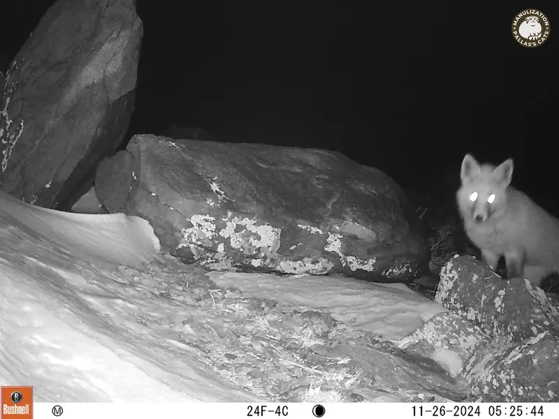 コシュカルカメラトラップで撮影したキツネの写真