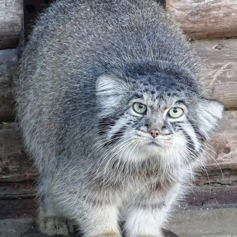 リガ動物園のビョルンの写真