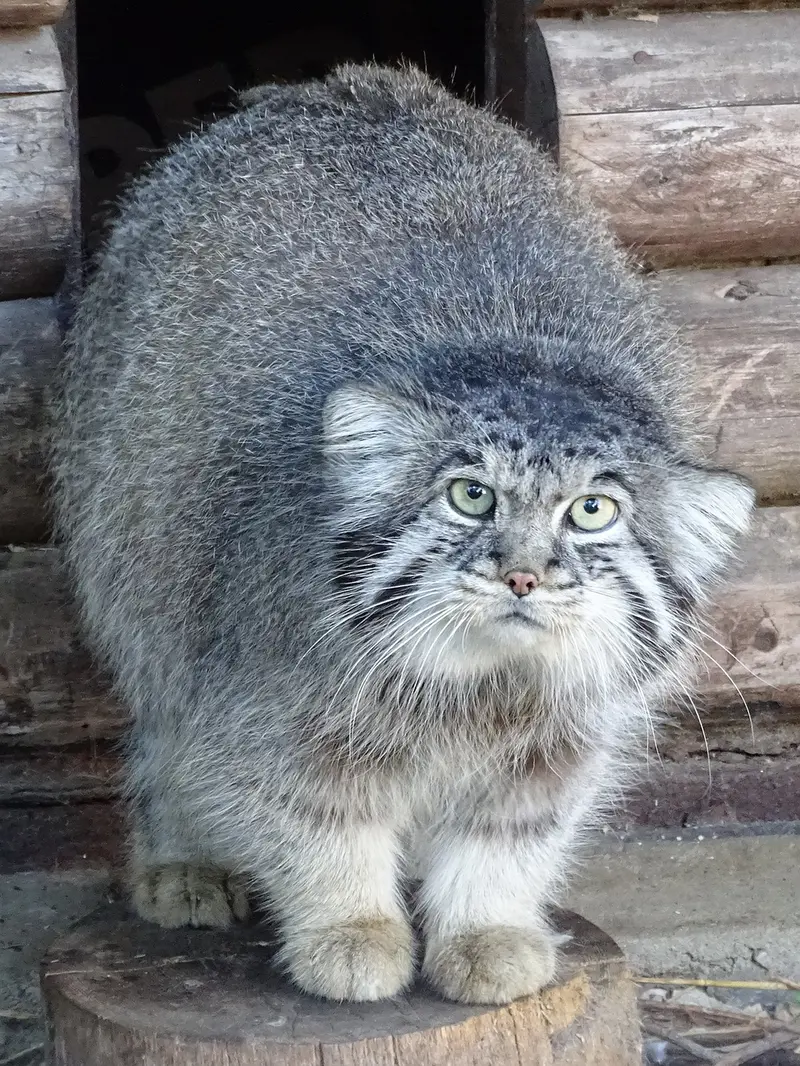 リガ動物園のビョルンの写真