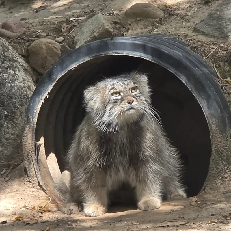 プエブロ動物園のタイ・チーの写真