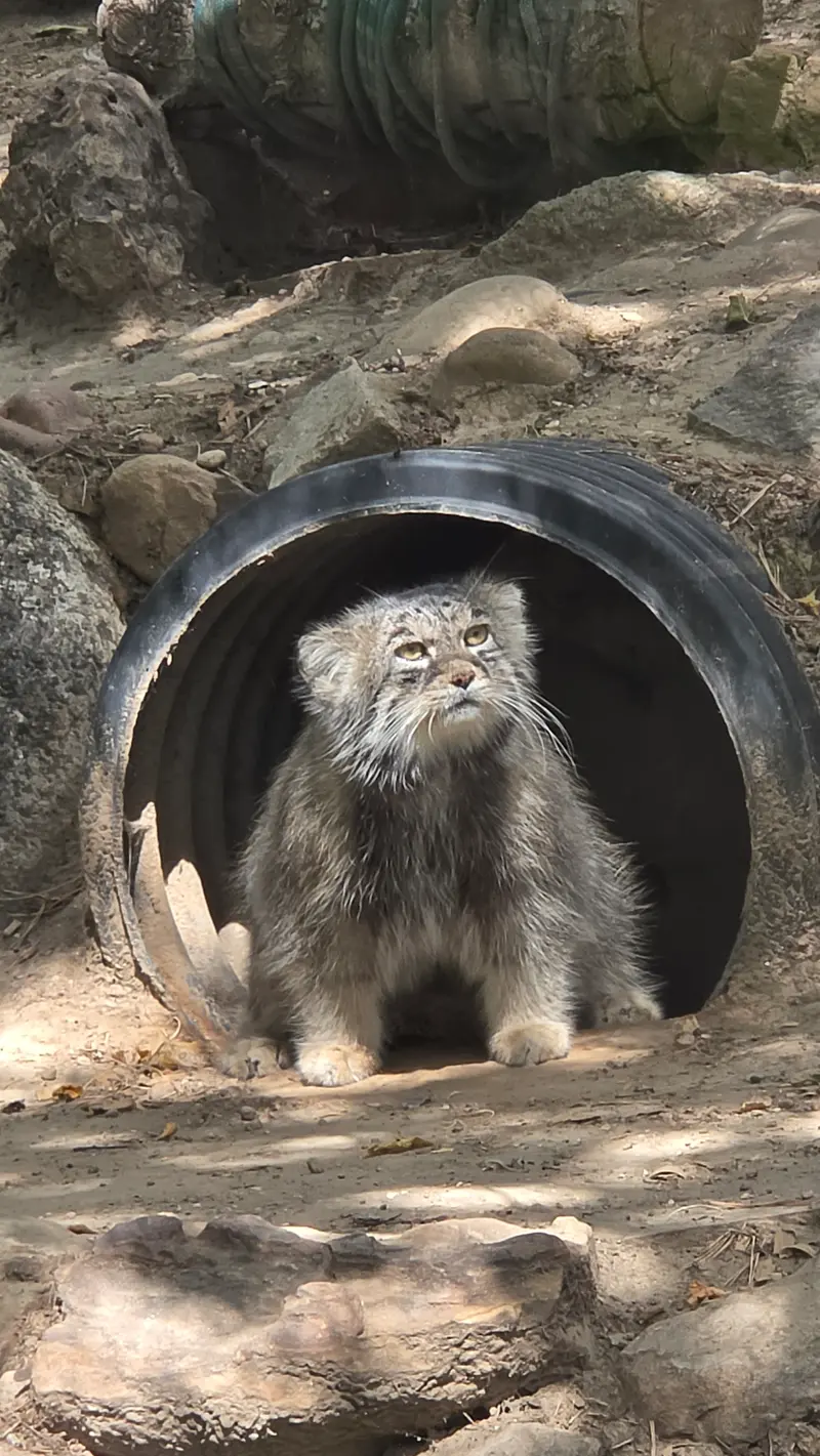 プエブロ動物園のタイ・チーの写真