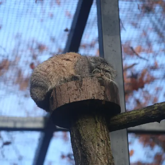 グダニスク動物園のマヌエルの写真