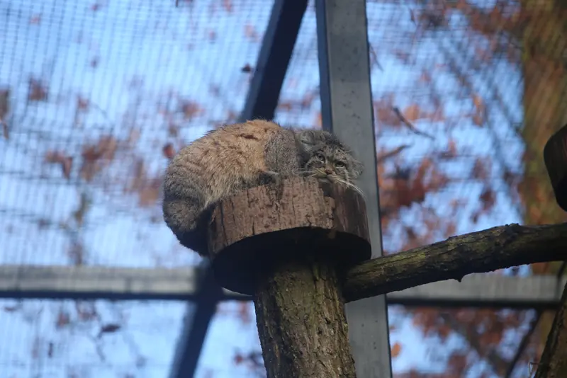 グダニスク動物園のマヌエルの写真