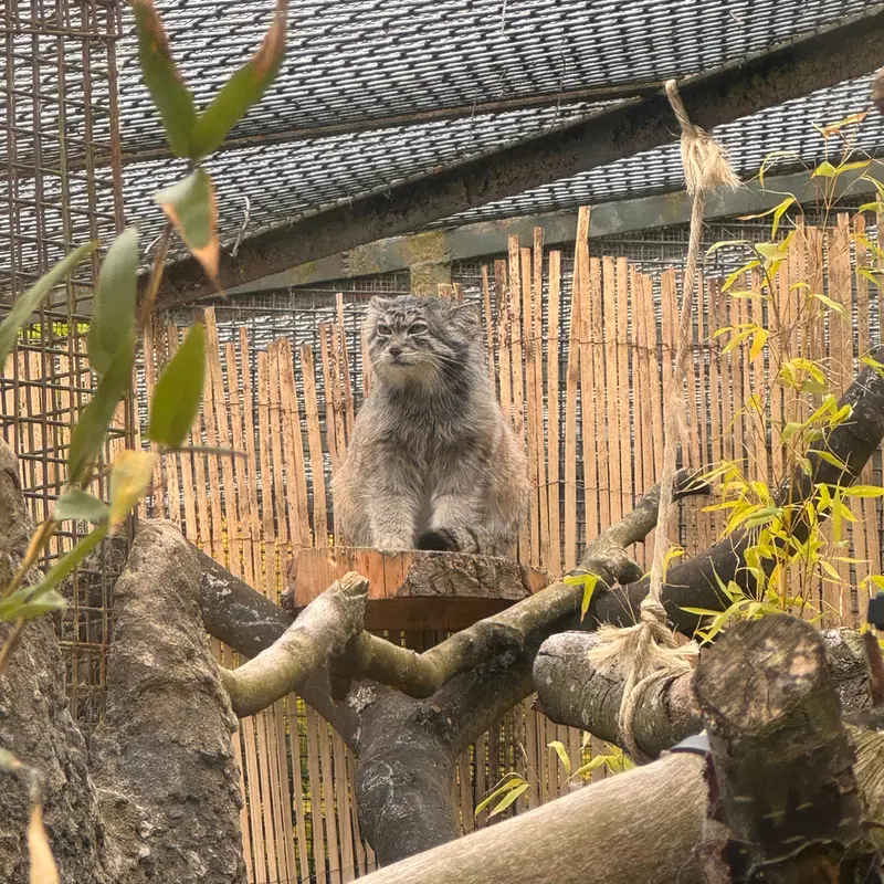 エディンバラ動物園のアキコの写真