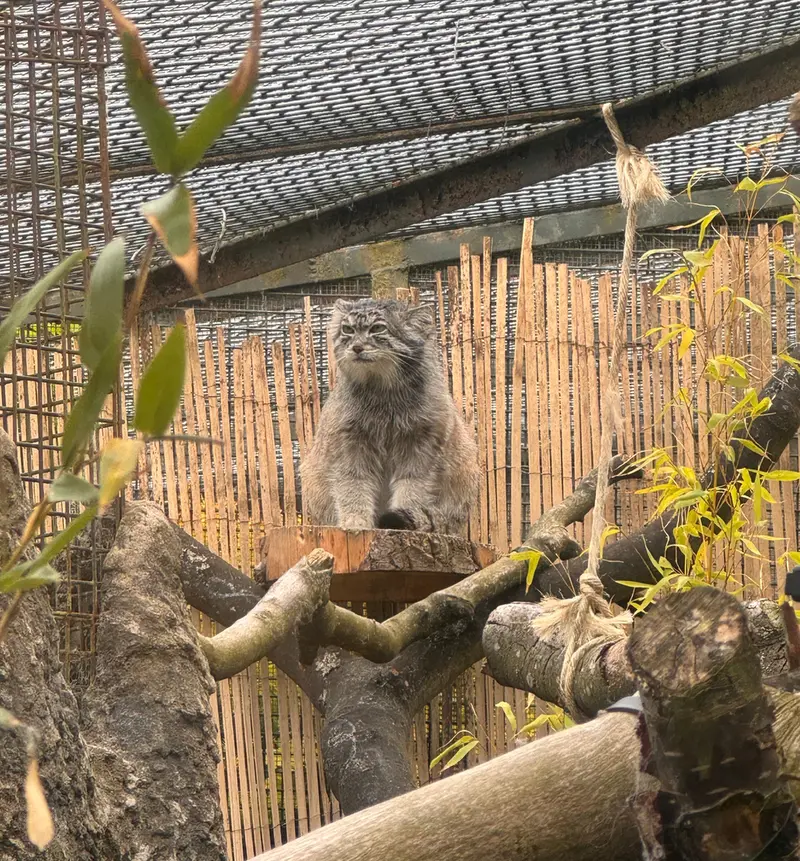 エディンバラ動物園のアキコの写真