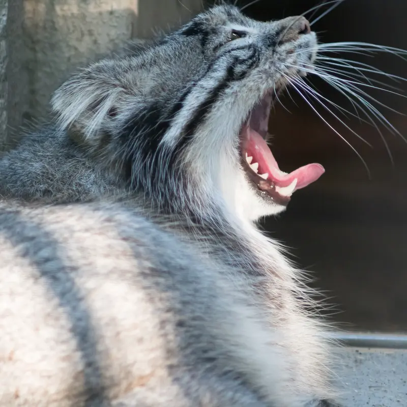 野毛山動物園のフィーガの写真