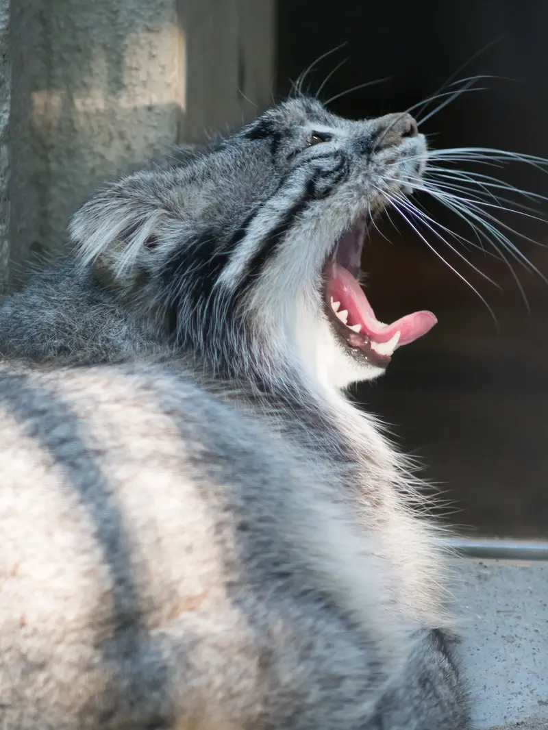 野毛山動物園のフィーガの写真