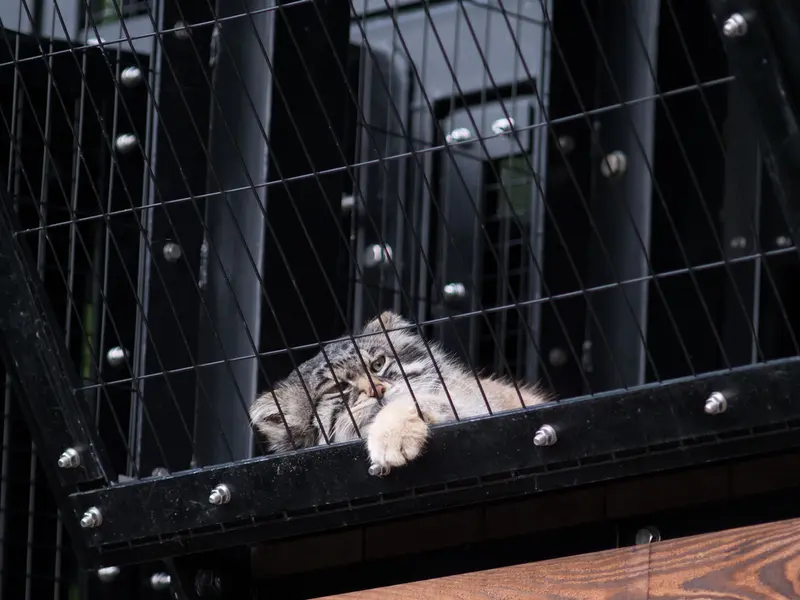 旭山動物園のグルーシャの写真