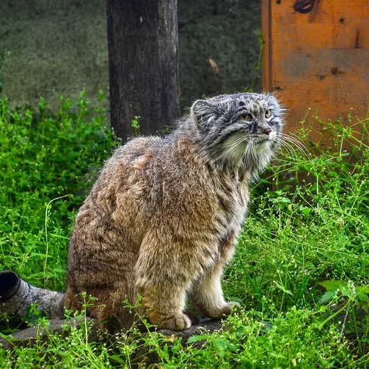 ブダペスト動物園・植物園のボフスの写真