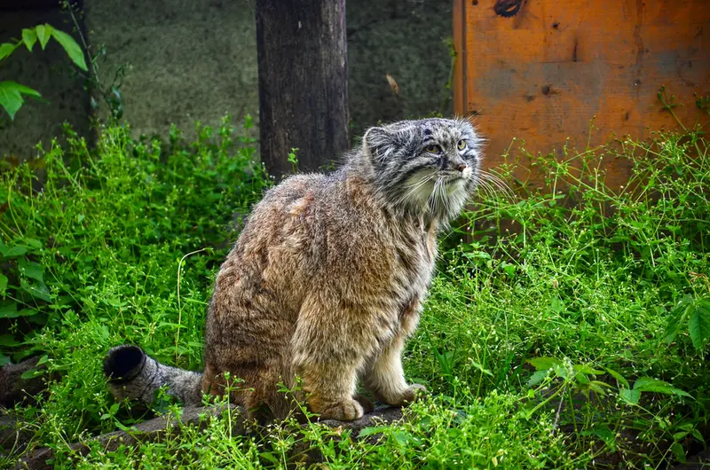 ブダペスト動物園・植物園のボフスの写真