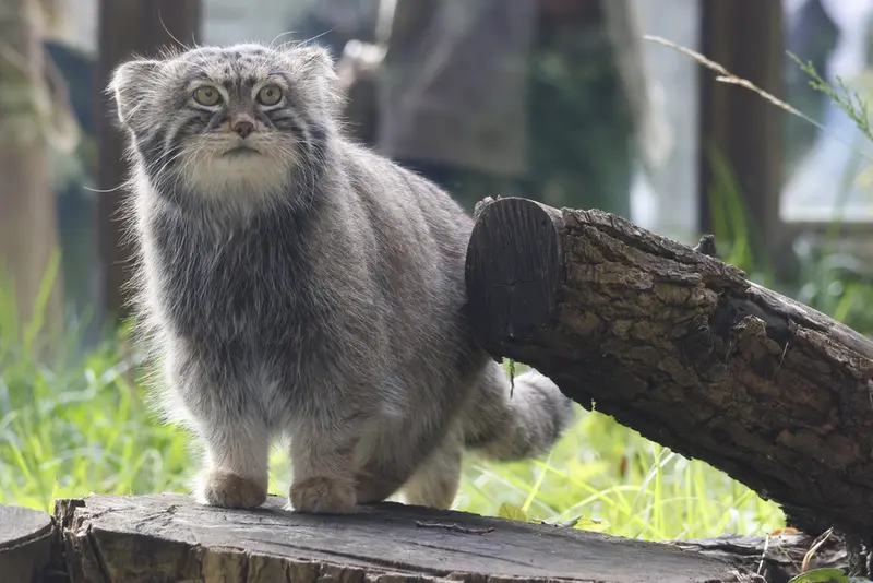 モスクワ動物園のティモフェイの写真