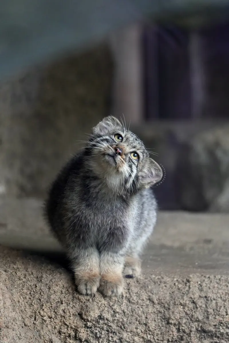 神戸どうぶつ王国のナギの写真