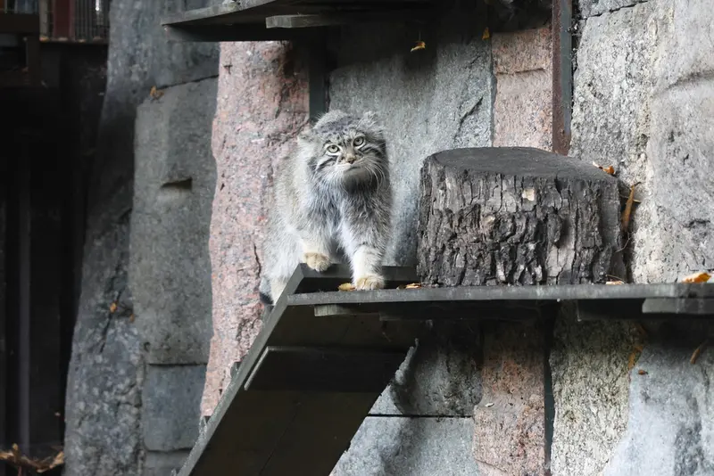 モスクワ動物園のティモフェイの写真