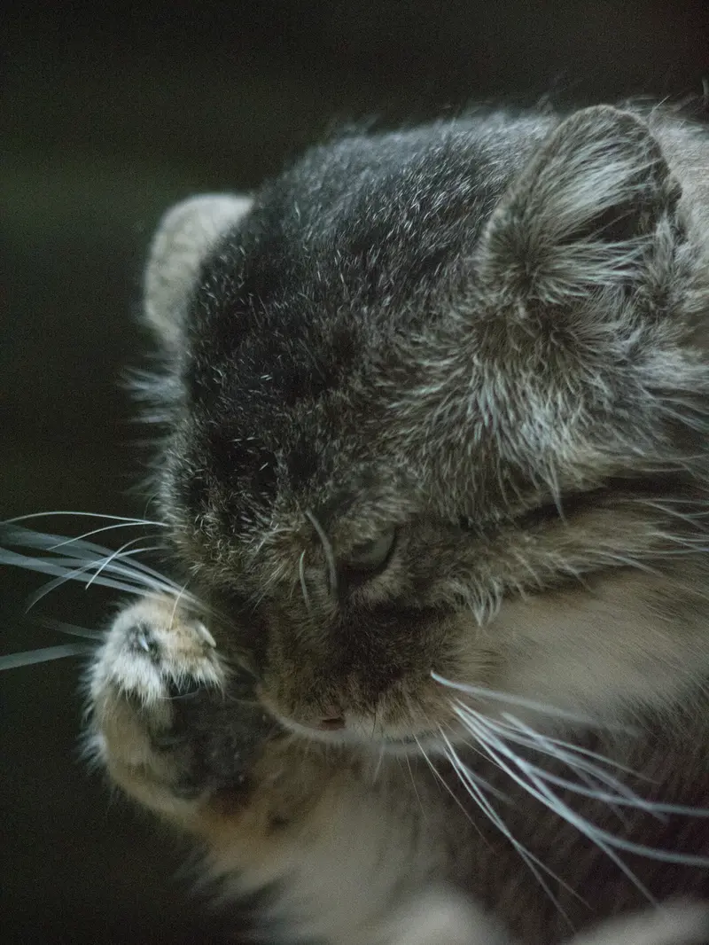恩賜上野動物園のプリームラの写真