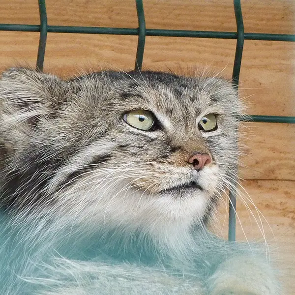 バルナウル動物園「レースナヤ・スカースカ」のペペの写真