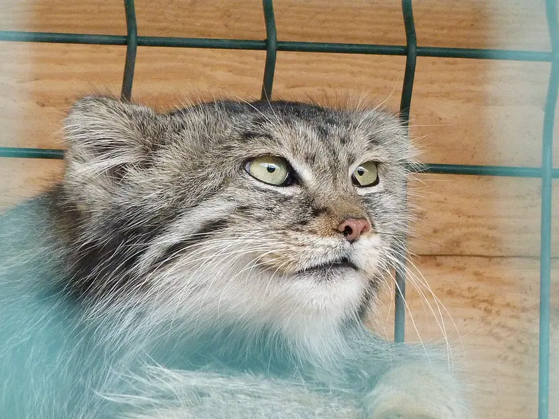 バルナウル動物園「レースナヤ・スカースカ」のペペの写真