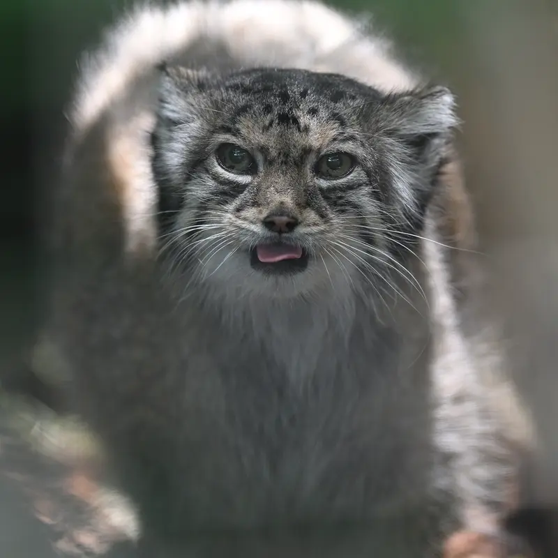 東山動植物園のハニーの写真