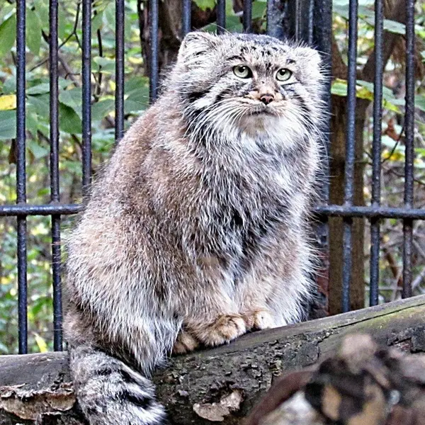 ノヴォシビルスク動物園のシェブの写真