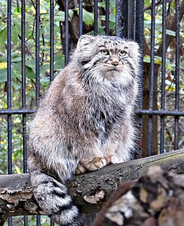 ノヴォシビルスク動物園のシェブの写真