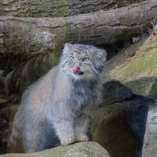 エディンバラ動物園のアキコの写真